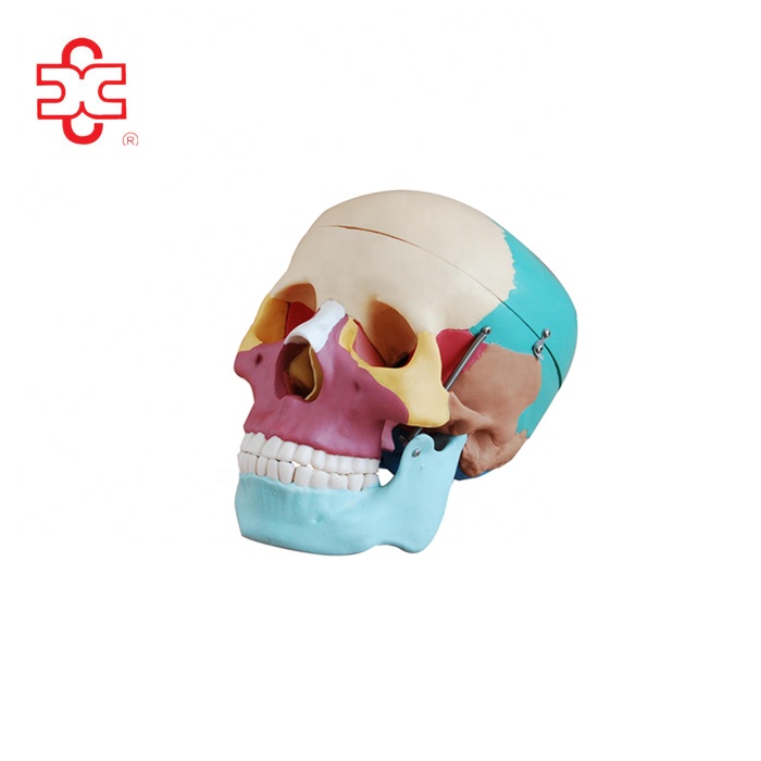 life-size-plastic-skull-with-colored-bones-rtcdhaka