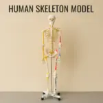 180 CM Skeleton
