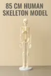 85 CM skeleton