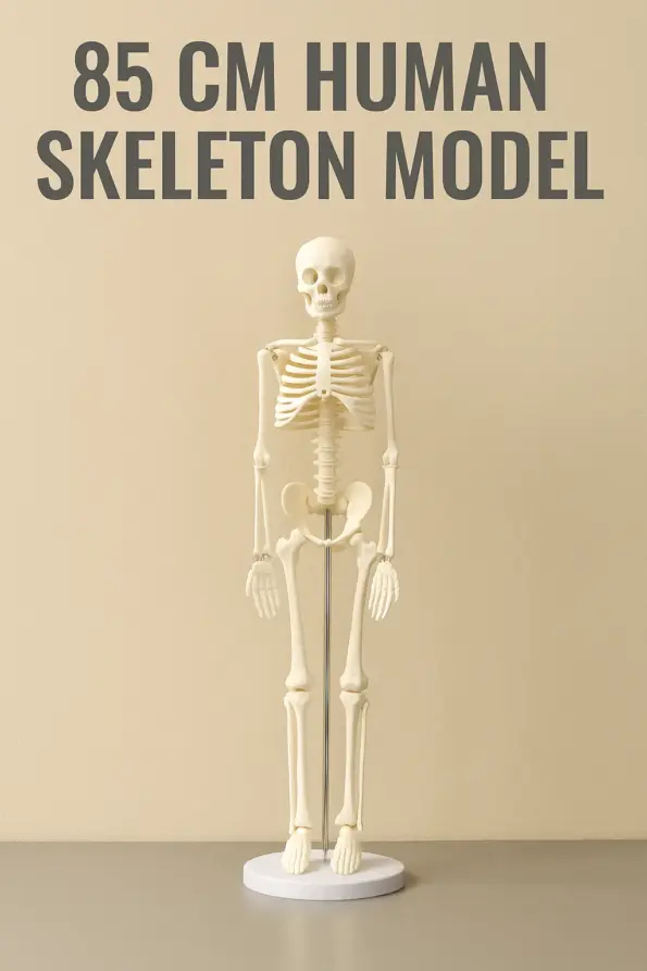 85 CM skeleton