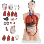 85CM Male Torso 19 Parts Anatomical Model for Laboratory – RTC Dhaka