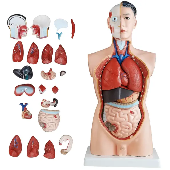 85CM Male Torso 19 Parts Anatomical Model for Laboratory – RTC Dhaka