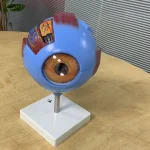 GIANT EYE MODEL bd
