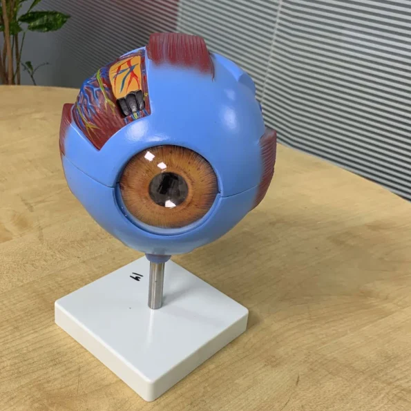 GIANT EYE MODEL bd