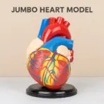 Human Heart Anatomical Model