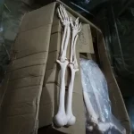 Life Size Lower Extremity