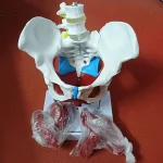 Life Size Pelvis