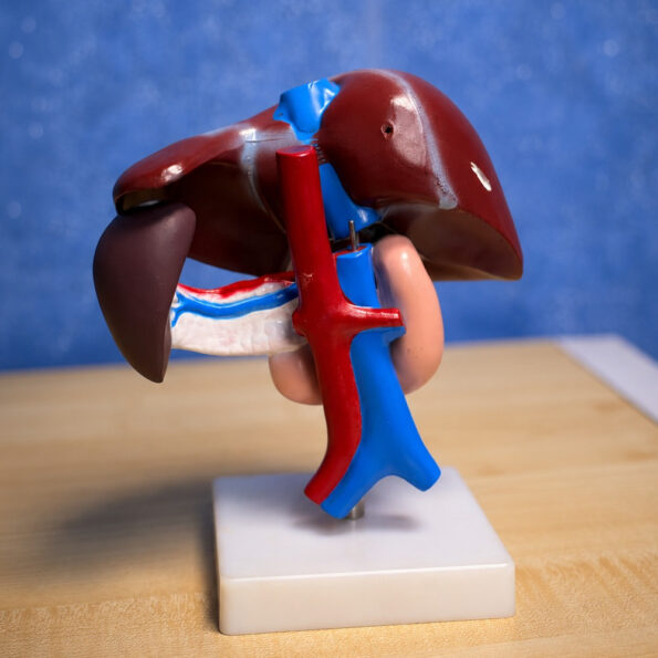 Educational liver pancreas and duodenum anatomical model for medical training