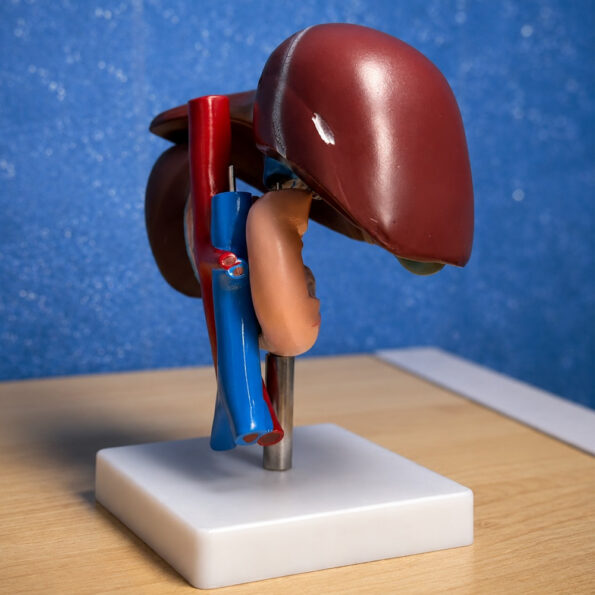 Educational liver pancreas and duodenum anatomical model for medical training