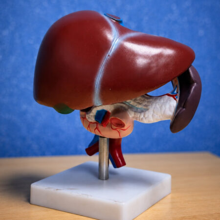 Educational liver pancreas and duodenum anatomical model for medical training