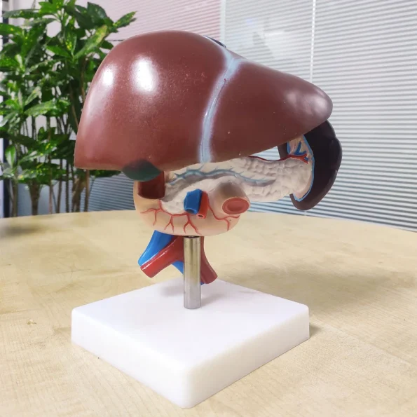 Liver