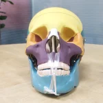Skull with Colored Bones