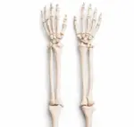 Life size upper extremity skeleton model