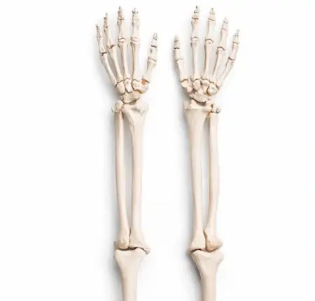 upper limb skeleton model life size for medical training