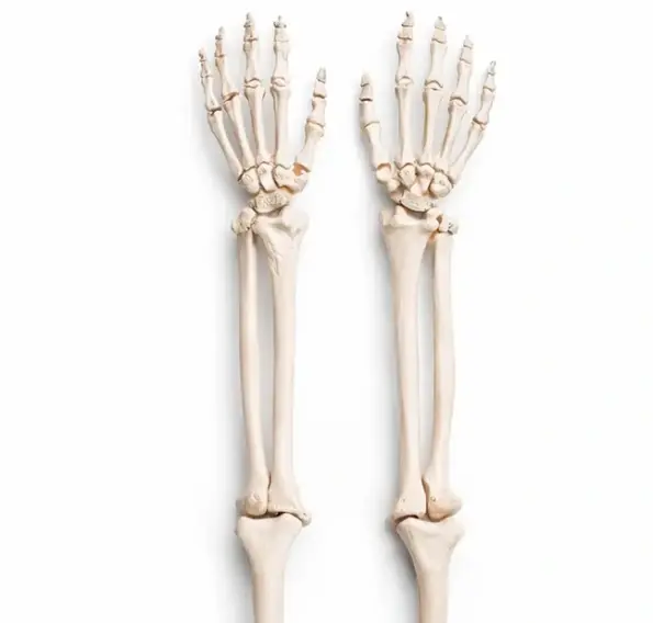 upper limb skeleton model life size for medical training