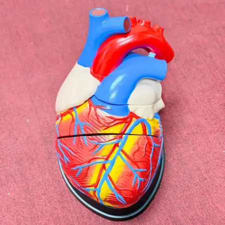 Medical anatomical jumbo human heart model (4x enlarged, 3-part) showing detailed internal structure for educational and training use