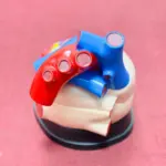 Medical anatomical jumbo human heart model (4x enlarged, 3-part) showing detailed internal structure for educational and training use