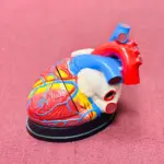 Medical anatomical jumbo human heart model (4x enlarged, 3-part) showing detailed internal structure for educational and training use