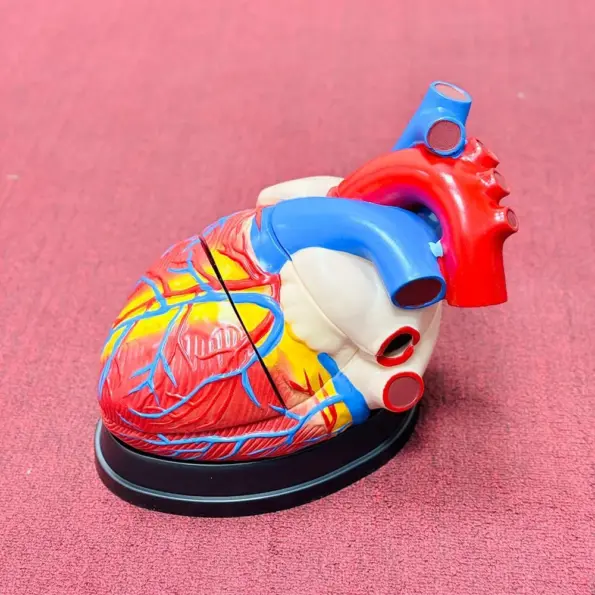 Medical anatomical jumbo human heart model (4x enlarged, 3-part) showing detailed internal structure for educational and training use