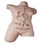 Surgical Suture and Bandaging Model