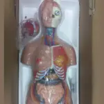 85CM unisex human torso anatomy model with 40 detachable parts showing internal organs for medical and biology education.
