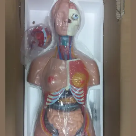 85CM unisex human torso anatomy model with 40 detachable parts showing internal organs for medical and biology education.