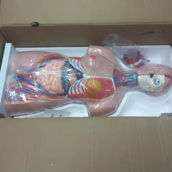 XC-208 85 cm unisex torso anatomy model, 40 removable parts displaying organs and structures for medical and biology training.