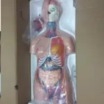 XC-208 85 cm unisex torso anatomy model, 40 removable parts displaying organs and structures for medical and biology training.