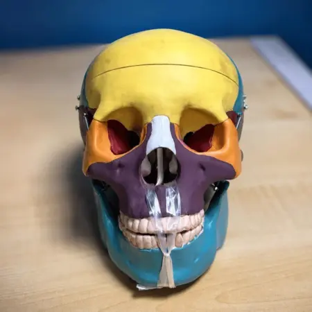 XC-104C human skull model side view with colored bones