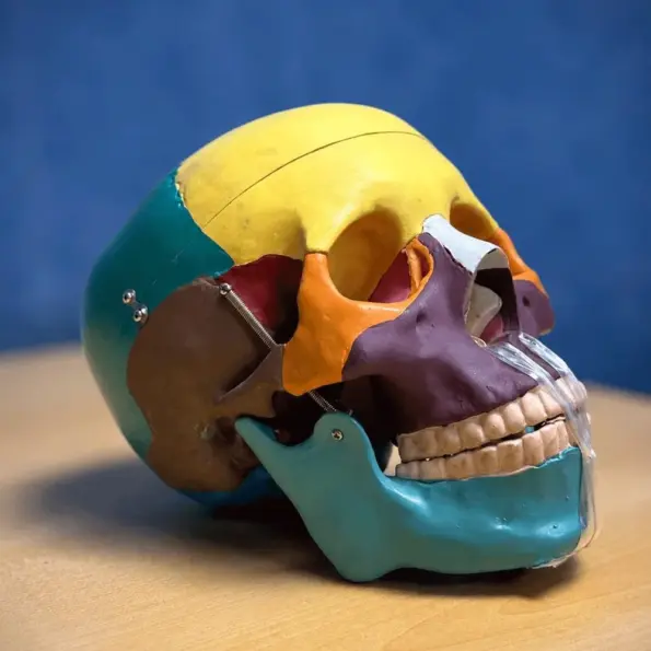 XC-104C colored skull anatomical model front view