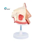 1:1 Life - Size Human Nasal Cavity Anatomical Model for Medical Education