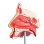 1:1 Life - Size Human Nasal Cavity Anatomical Model for Medical Education