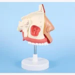 1:1 Life - Size Human Nasal Cavity Anatomical Model for Medical Education