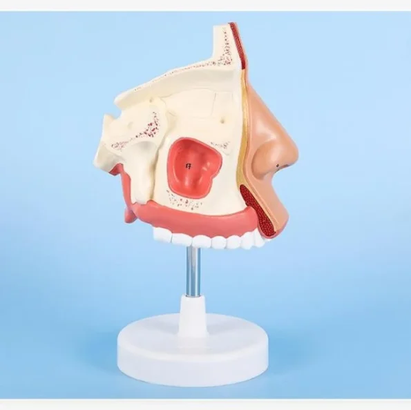 1:1 Life - Size Human Nasal Cavity Anatomical Model for Medical Education