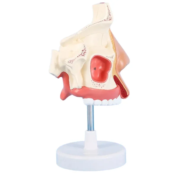 1:1 Life - Size Human Nasal Cavity Anatomical Model for Medical Education