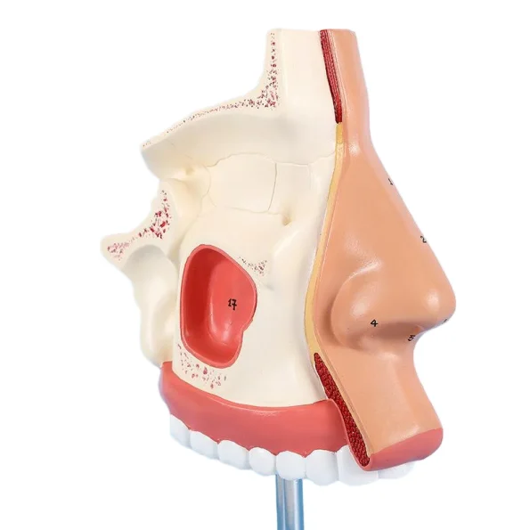 1:1 Life - Size Human Nasal Cavity Anatomical Model for Medical Education