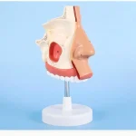 1:1 Life - Size Human Nasal Cavity Anatomical Model for Medical Education