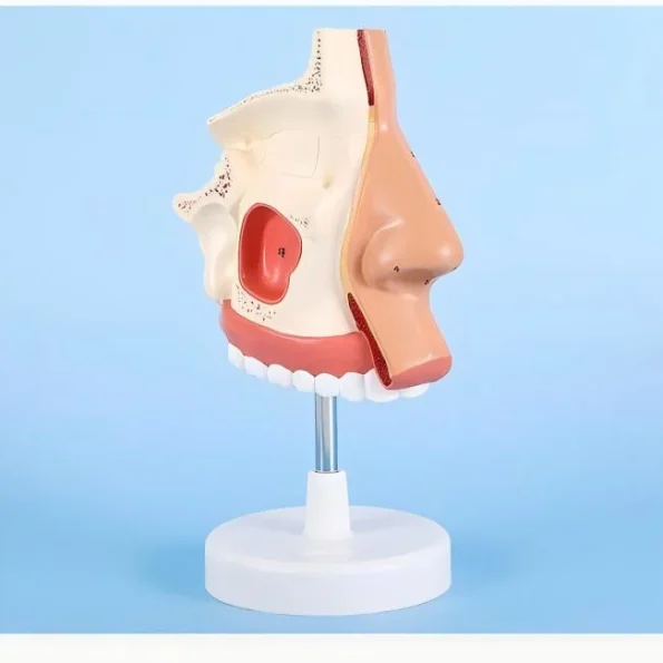 1:1 Life - Size Human Nasal Cavity Anatomical Model for Medical Education