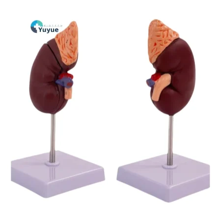 1:1 Life-Size Kidney Model Realistic Anatomical Internal Organ Structure for Medical Science Teaching Simulation