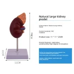 1:1 Life-Size Kidney Model Realistic Anatomical Internal Organ Structure for Medical Science Teaching Simulation