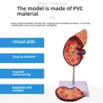 1:1 Life-Size Kidney Model Realistic Anatomical Internal Organ Structure for Medical Science Teaching Simulation