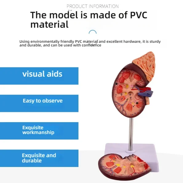 1:1 Life-Size Kidney Model Realistic Anatomical Internal Organ Structure for Medical Science Teaching Simulation
