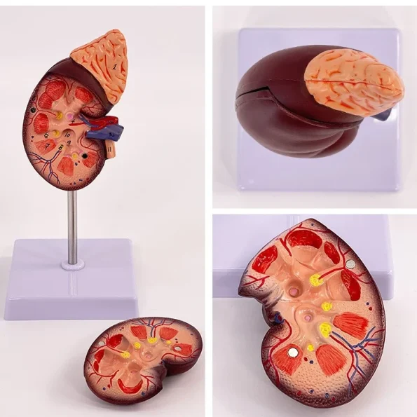 1:1 Life-Size Kidney Model Realistic Anatomical Internal Organ Structure for Medical Science Teaching Simulation
