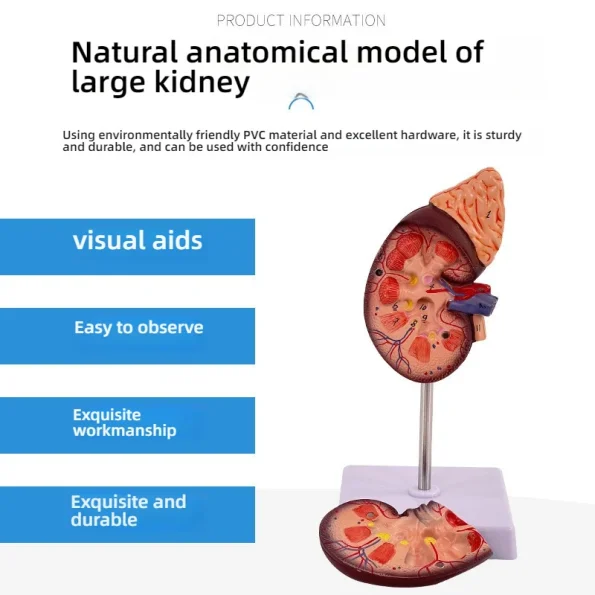 1:1 Life-Size Kidney Model Realistic Anatomical Internal Organ Structure for Medical Science Teaching Simulation