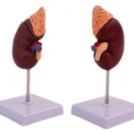 1:1 Life-Size Kidney Model Realistic Anatomical Internal Organ Structure for Medical Science Teaching Simulation