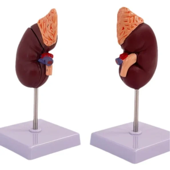 1:1 Life-Size Kidney Model Realistic Anatomical Internal Organ Structure for Medical Science Teaching Simulation