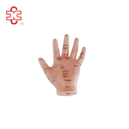13CM Hand Acupuncture Needle Point Teaching Model XC XC-509 Skin-Like ISO Certified