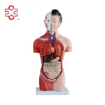 15 Parts 42CM Female Human Torso Anatomical Model PVC Material XC Brand ISO Certified Model XC-202B Medical School Use 14 Month