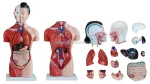 15 Parts 42CM Female Human Torso Anatomical Model PVC Material XC Brand ISO Certified Model XC-202B Medical School Use 14 Month