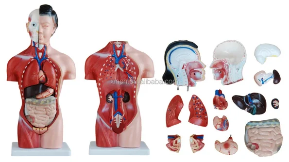 15 Parts 42CM Female Human Torso Anatomical Model PVC Material XC Brand ISO Certified Model XC-202B Medical School Use 14 Month